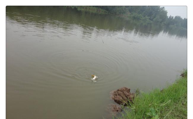 流水钓鲢鳙的技巧与方法（追求高效的鲢鳙钓法大揭秘）