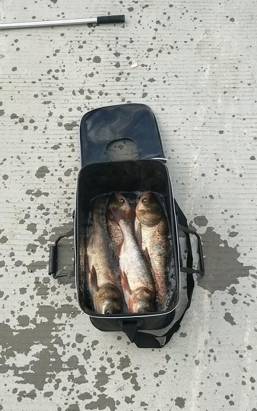 流水钓鲢鱼技巧（鲢鱼钓法全解析）