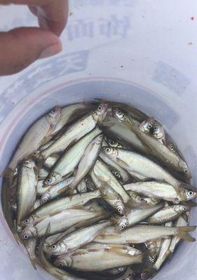 流水钓翘鱼翘嘴技巧（掌握钓技）