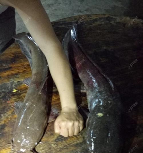 流水钓塘角鱼技巧（钓塘角鱼的高效技巧与经验分享）