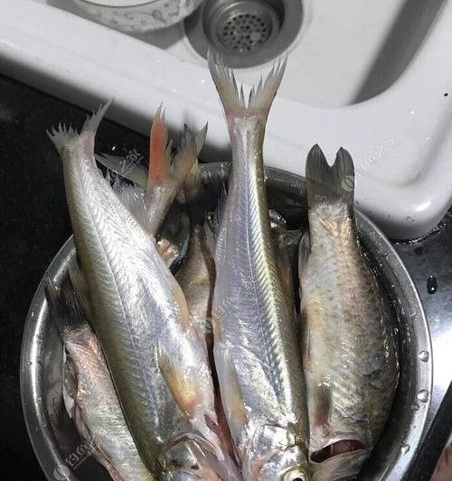 乌头鱼流水钓技巧与方法（掌握乌头鱼流水钓技巧）