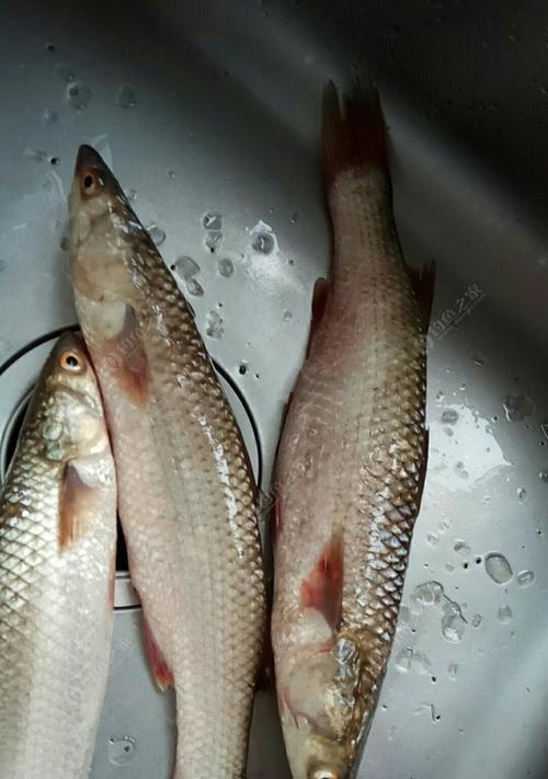 乌头鱼流水钓技巧与方法（掌握乌头鱼流水钓技巧）