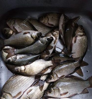 初冬南方野钓鲫鲤技巧（流水中的捕获奇迹）