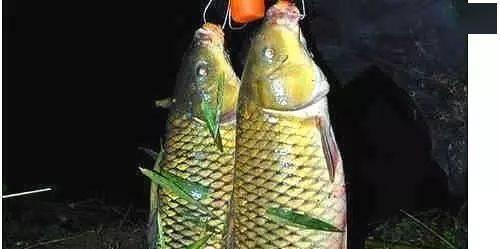 南方夜钓鲤鱼技巧（南方夜钓鲤鱼的秘诀与经验分享）