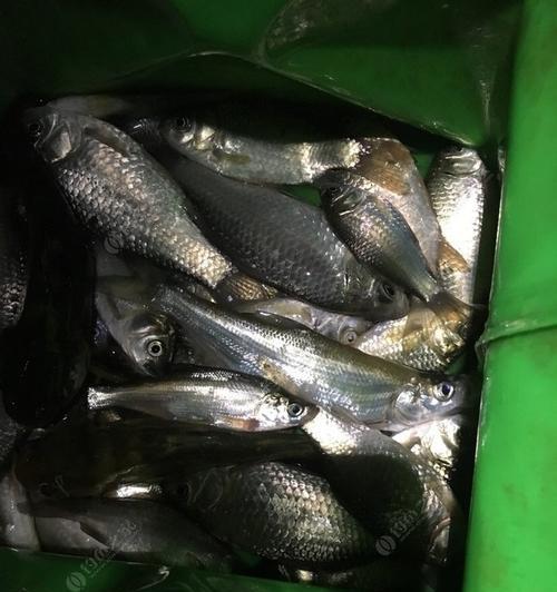 南方冬季夜钓鲫鱼技巧（冬季夜钓鲫鱼的秘诀与经验分享）