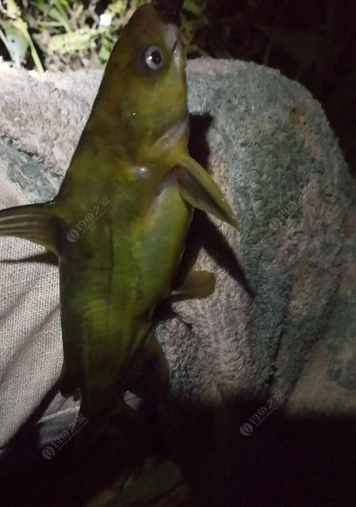 南方冬季夜钓鲶鱼技巧（夜间捕获鲶鱼的秘诀与策略）