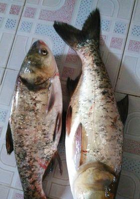 南方冬季钓鲢鳙技巧（南方冬季鲢鳙钓鱼的实战经验分享）