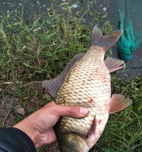 南方秋季野钓鲫鱼的技巧与方法（精准钓点选择和有效诱饵运用）