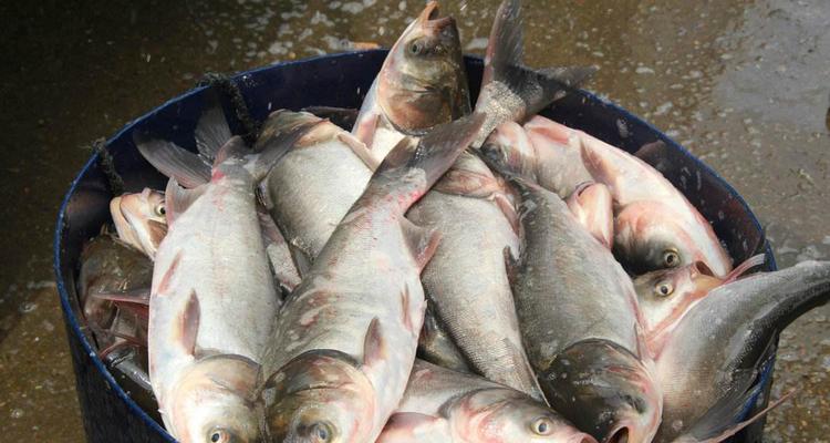 南方夏季垂钓鲢鳙的技巧与经验（掌握南方夏季垂钓鲢鳙的窍门）