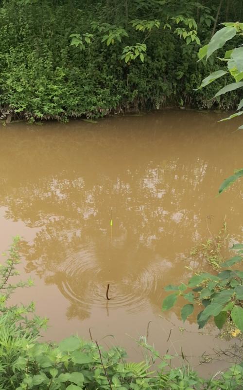 南方小水沟野钓技巧（探秘南方小水沟的宝藏钓获美味海鲜的窍门）