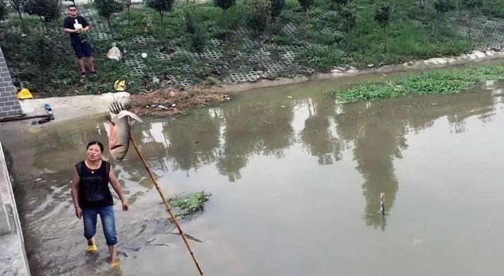 南方小水沟野钓技巧和方法（掌握钓鱼技巧）