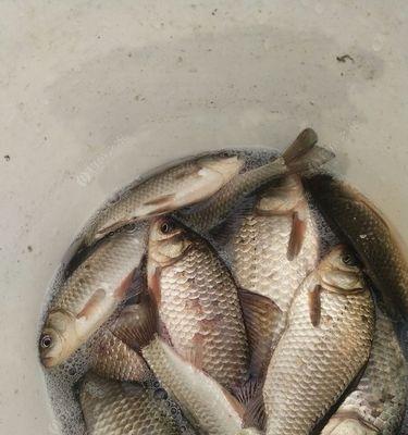 南方野河里钓鲫鱼的技巧与方法（挑选合适的钓位和饵料让你轻松钓到鲫鱼）