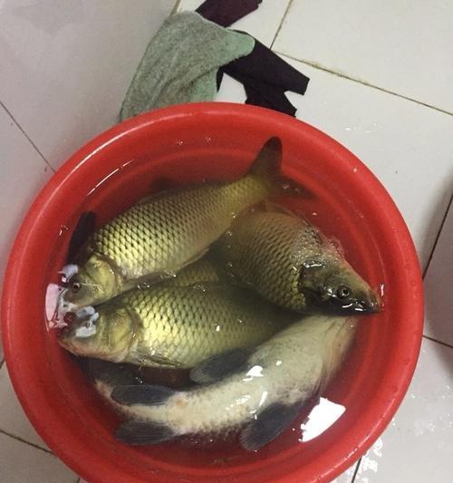 南方夜钓草鱼技巧（掌握南方夜钓草鱼的十五个诀窍）