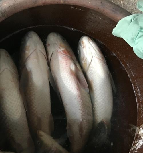南方夜钓草鱼技巧（掌握南方夜钓草鱼的十五个诀窍）