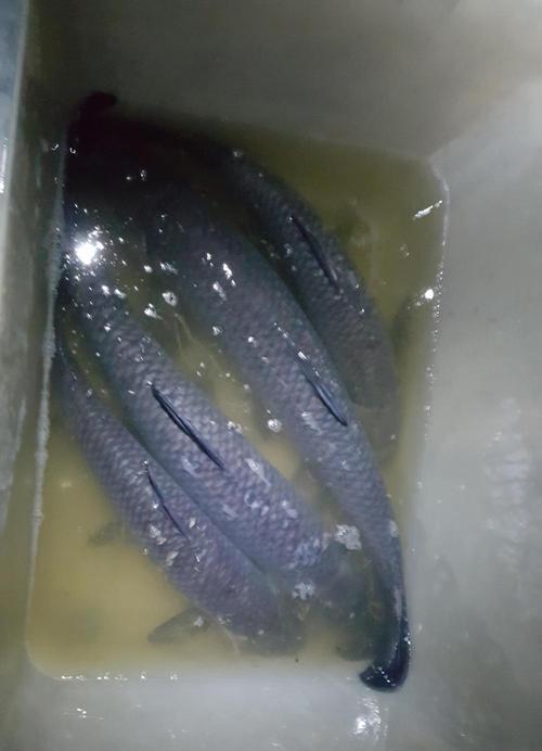 南海野钓赤臂鱼技巧（探秘南海赤臂鱼捕捞的高效技巧）
