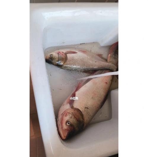 南京百家湖钓鱼技巧（探寻南京百家湖钓鱼的秘诀）