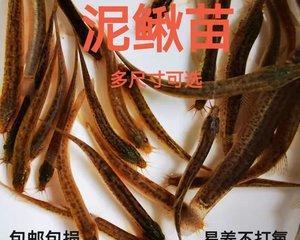 泥鳅钓鱼秘籍（掌握技巧）