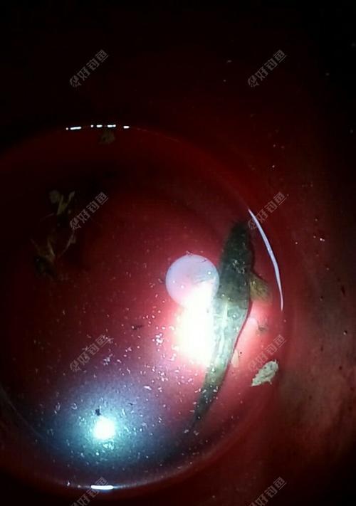 以泥鳅钓鱼的方法与技巧（如何切段并利用泥鳅钓鱼）