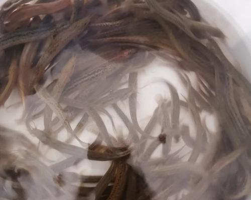 钓鱼秘籍（泥鳅钓鱼技巧大揭秘｜钓鱼｜泥鳅｜诱饵）