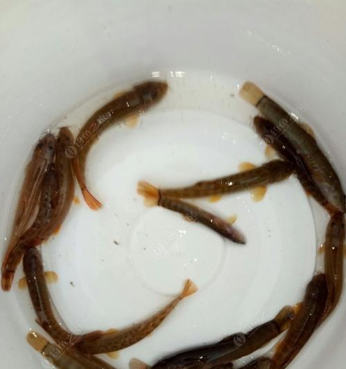 钓鱼高手的泥鳅饵技巧（掌握正确方法）