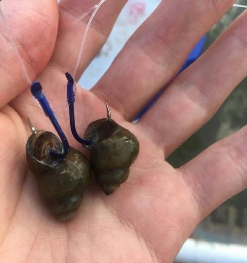 钓鱼高手的秘密技巧（探索泥土池塘中的丰富渔获）