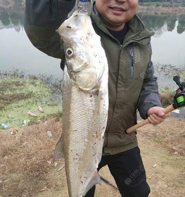 绝密技巧揭秘（掌握这一技巧）