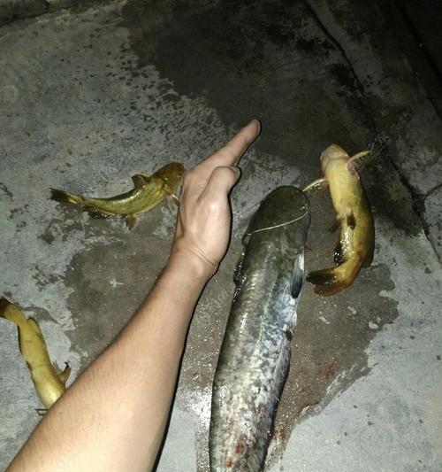 鲶鱼垂钓的时机和技巧（钓鲶鱼的窍门）