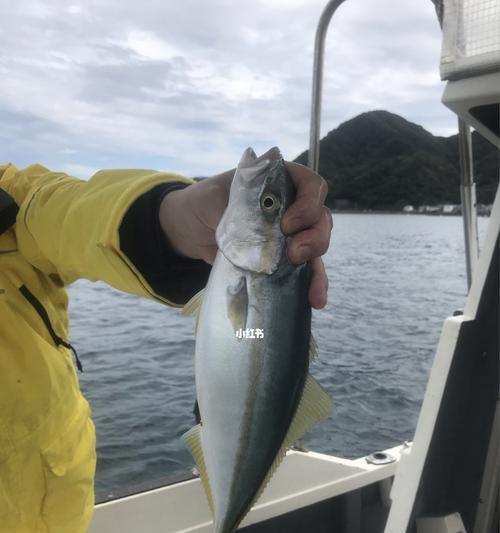 宁波出海钓鱼技巧大全（掌握宁波出海钓鱼的技巧）