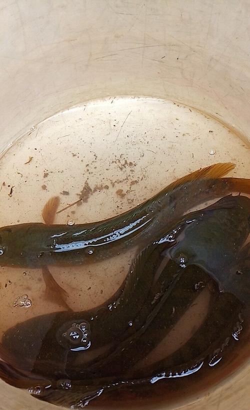 七星鱼钓鱼技巧（掌握七星鱼钓鱼技巧）