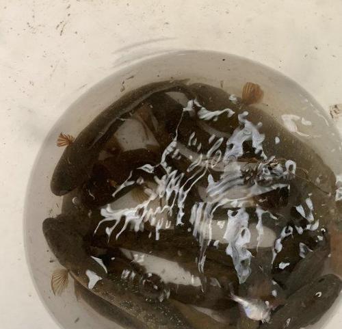 七星鱼钓鱼技巧（掌握七星鱼钓鱼技巧）