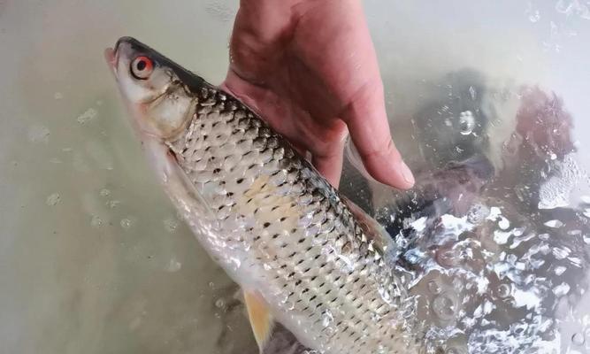 千岛湖钓鱼泥鳅打窝技巧（提高钓鱼泥鳅打窝成功率的技巧）