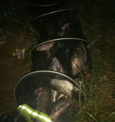 夜钓技巧详解（以前打竿逗钓夜钓技巧教学）