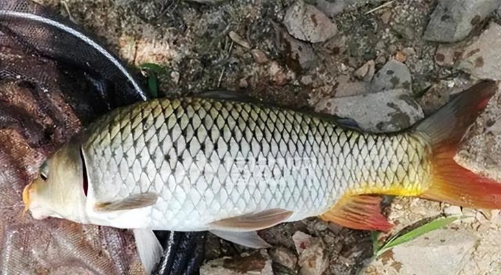 探秘以前打竿野钓鲤鱼的技巧与方法（传统钓法的魅力和实用性）