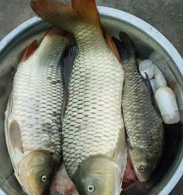 探秘以前打竿野钓鲤鱼的技巧与方法（传统钓法的魅力和实用性）
