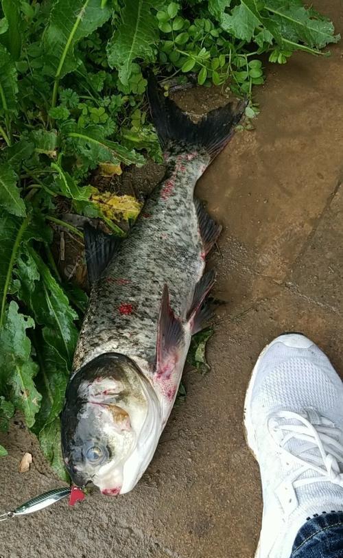 钱塘江钓鱼技巧鲢鳙大揭秘（掌握钓鱼技巧轻松捕获丰富鲢鳙资源）