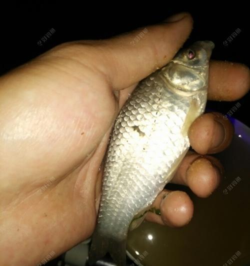 钱塘江夜钓鲫鱼技巧（探寻鲫鱼钓技的诀窍）