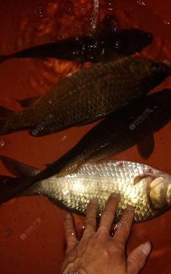 钱塘江夜钓鲫鱼技巧（探寻鲫鱼钓技的诀窍）