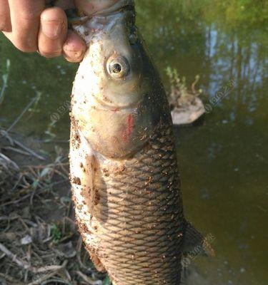 浅水垂钓草鱼技巧（轻松掌握浅水垂钓草鱼的技巧）