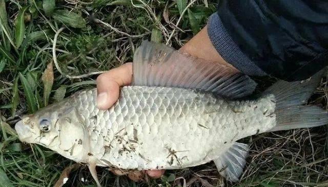 浅水小河大风降温野钓鲫鱼技巧（利用风力和水温优势）