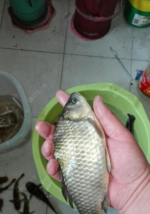 浅水钓鲫鱼技巧大揭秘（掌握“鲫鱼”这个）