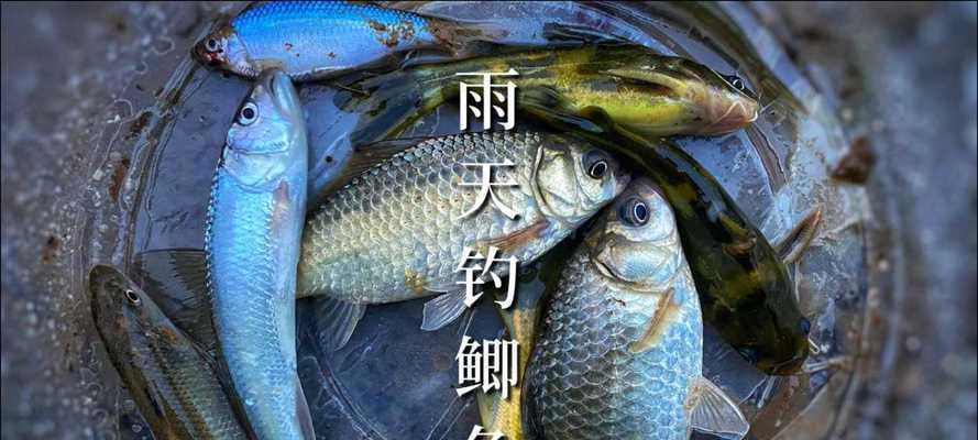 浅水野钓鲫鱼打窝技巧（掌握窍门提高钓鲫成功率）