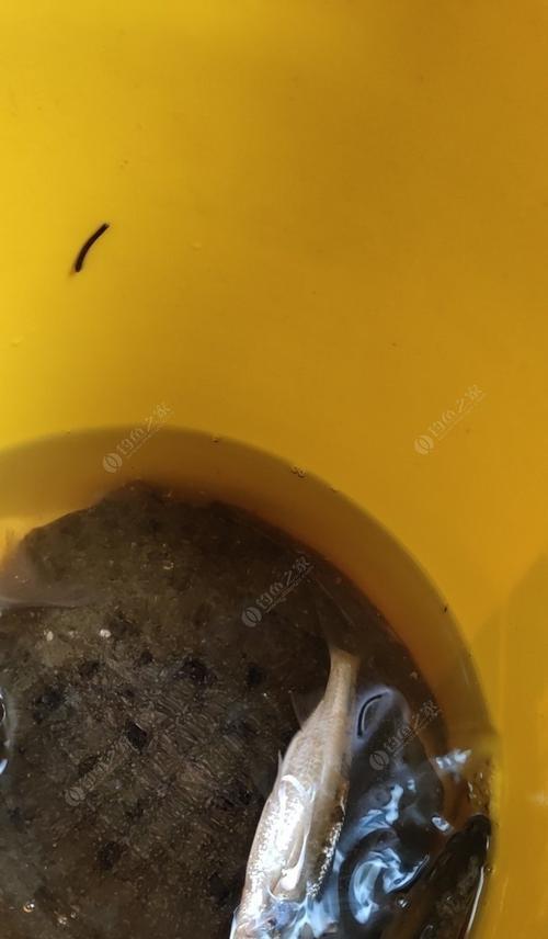 浅水野钓鲫鱼鲤鱼技巧（掌握钓鲫鱼鲤鱼的捕捉技巧）