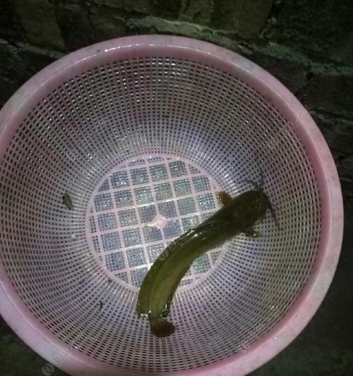 浅水夜钓蚯蚓的技巧与方法（揭秘浅水夜钓蚯蚓的高效钓法）