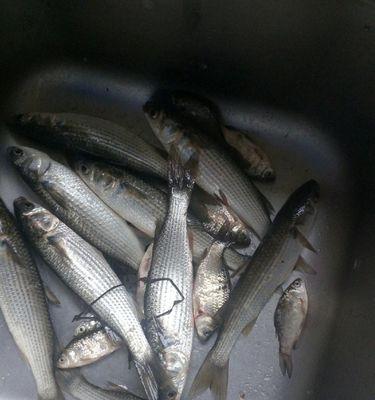 浅水鱼塘台钓翘嘴技巧大揭秘（提升钓技）