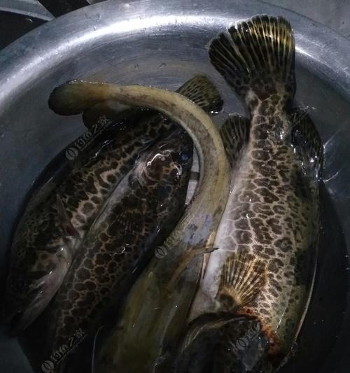 浅滩流水钓桂鱼的技巧（钓鱼爱好者必备的经验分享）