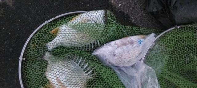 海竿钓鱼的施钓技巧（探索海洋奥秘）