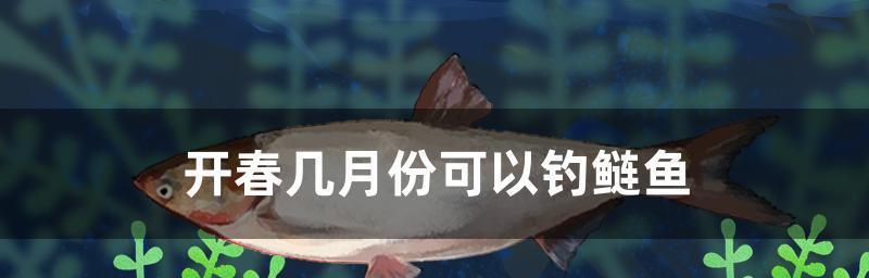 鱼的食性与钓鱼用饵技巧（深入探讨鱼类食性与钓鱼技巧）