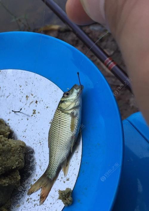 早春台钓鲤鱼的技巧（提高钓鲤鱼成功率的实用经验）