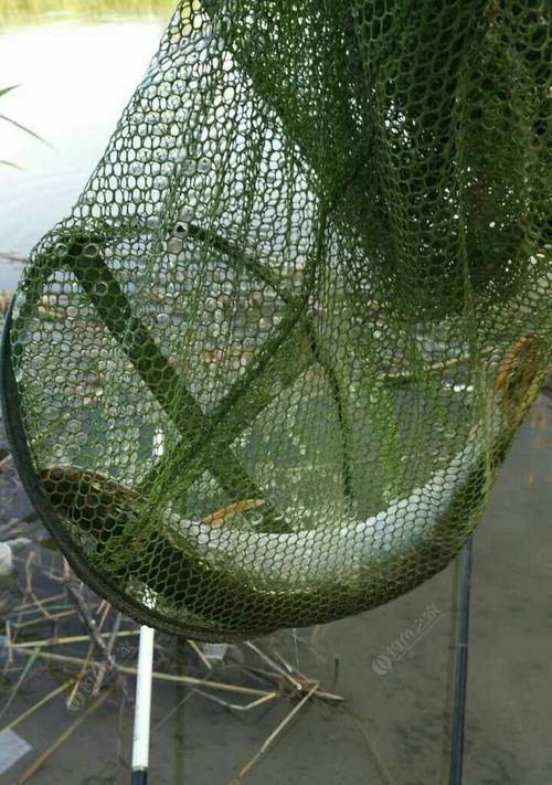 乔尔泰钓鱼技巧大揭秘（掌握这些技巧）
