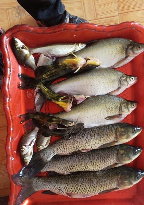 秋季野钓青鱼草鱼鳊鱼技巧与方法（捕获丰富多样的秋季野钓鱼类鲜鱼美味享受）